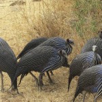 Guinea fowls belong to the Numididae family