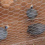 The Guinea fowls are endemic to Africa