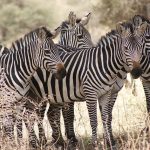Zebras have four gaits: gallop, canter, trot, and walk