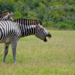 A group of zebras moving together appear as one mass of flickering stripes to the predators