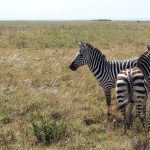 The camouflage hypotheses of the evolution of zebra's stripes has been contested because the predators of a zebra are more likely to have heard or smelled a zebra