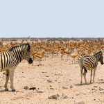 A group of zebras moving or standing together appear as one mass of flickering stripes to the predators