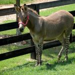 There are three species of zebras