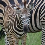 Crosses between zebras and other equines are called zeedonk, zorse, zebroid, zeedonk, and zony