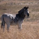 Maneless zebra is a type of plains zebra