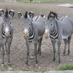 Predators and biting insects are confused by the stripes of a moving zebra by motion dazzle