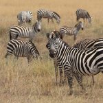 The striping pattern of a zebra is unique to each individual