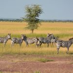 Zebra's eyes give it a wide field of view