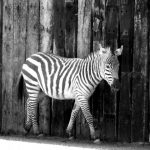 Equus quagga chaplain is the scientific name of Chapman's zebra