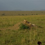 The scientific name for cheetah is Acinonyx jubatus