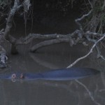 It is a sight to see animals in their elements in Kenya