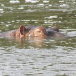 It sure is a sight to see animals in their elements and in their natural habitats in Kenya