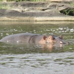 It is a sight to see animals in their natural habitats and in their elements in Kenya