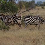 In certain regions of Kenya, fertile hybrids occur between Grevy's zebra and plains zebras