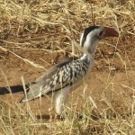 The hornbills are found in tropical and subtropical Africa, Asia and Melanesia