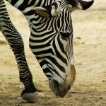 A zebra's closest relatives and horses and donkeys