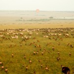 There is no way of telling how many animals you will see during the balloon ride as the animals move around the 580 mi2 of the Maasai Mara at will