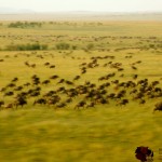 There is no way of telling how many animals you will see during the balloon ride as the animals move around