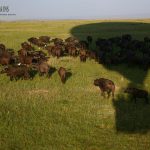 http://adventuresinafrica.com/2015/02/10/mara-plains/