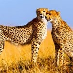 http://www.friendlyplanet.com/kenya-wildlife-safari.html