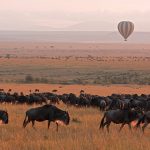 https://www.andrewharper.com/harper-way-travel-blog/read/how-to-choose-african-safari