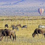 http://www.fotolibra.com/gallery/697666/barrage-balloon/like/