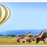 http://www.nappetafrica.com/index.php/safaris-tour-packages/exercutive-safari-packages