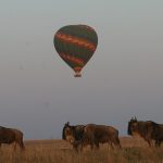 http://www.accordafricansafaris.com