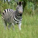 Equus quagga is one of the species of zebra