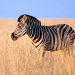Zebra is closely related to asses, horses and donkeys
