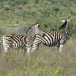 A group of zebras standing or moving together appear as one mass of flickering stripes to the predators making it more difficult for the predators to pick out a target