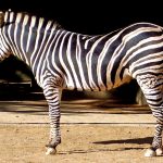 Zebra is closely related to donkeys, asses, and horses
