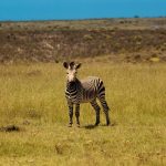 The three species of zebras are the plains zebras, the mountain zebras and the Grevy's zebra
