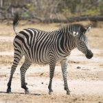 Chapman's zebra is a type of plains zebra