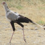 In Kenya the migratory birds from Europe and Northern Africa can be spotted from September to April