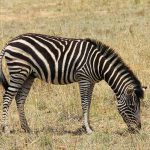 Dolichohippus is one of the subgenus of zebra