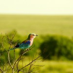 The lilac-breasted roller is one of Kenya's national birds