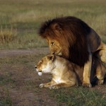 An endangered remnant population of lion can be found in the Gir Forest National Park in India