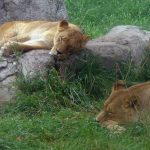 Lions are not above scavenging spoiled meat or stealing kills