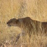 Out of all the wildlife in Kenya, no animal arouses as much admiration and awe as the lion