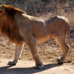 Lion is "King of the Jungle"
