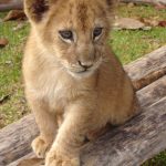 Lions live in groups called prides that are families that include up to a dozen or so females, three males, and their young where all lionesses are related