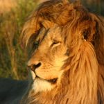 Lion is reverently referred to as the "King of the Beasts"