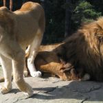 Lion is reverently referred to as the "King of the Beasts" or" King of the Jungle"