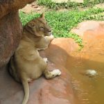 Lions live in groups called prides that include up to a dozen or so females, three males, and their young where all lionesses are related