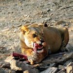 After a meal, a lion spends an entire day sleeping and resting