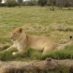 After a meal, lion spends an entire day sleeping and resting
