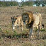 After a meal, lion can spend an entire day resting and sleeping