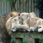 Lions live in groups called prides where all lionesses are related