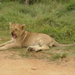 After a meal, a lion spends an entire day resting and sleeping under the Acacia trees